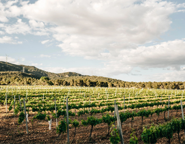 Cinco generaciones unidas por la viña