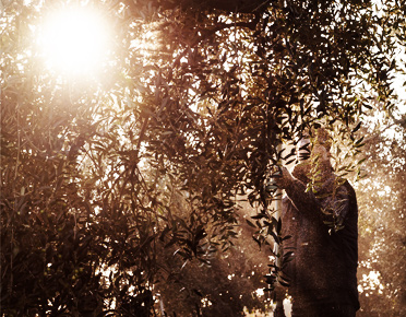 Del campo a la mesa en minutos
